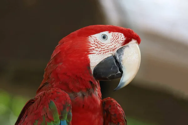 Закройте Голову Красный Попугай Попугай Попугай Саду — стоковое фото