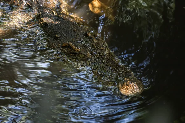 Csukd Szemed Krokodil Mutasd Fejed Folyóban — Stock Fotó