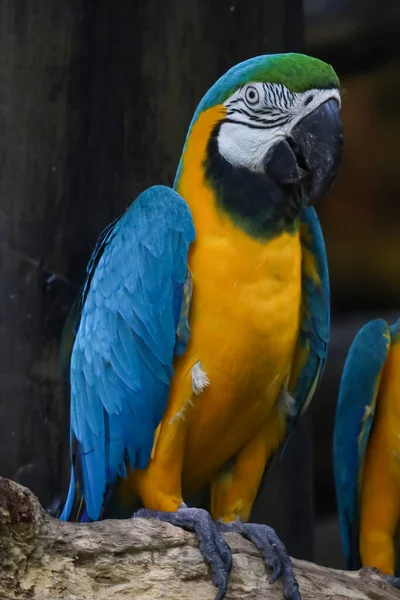 庭で青と黄色のマコーオウムの鳥を閉じます — ストック写真