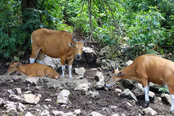Female Baby Red Cow Nature Garden — Stock Photo, Image