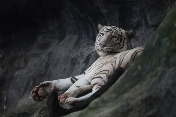 Крупным Планом Белый Тигр Спит Отдыхает Скале — стоковое фото