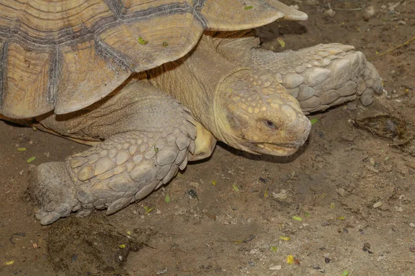 在太兰花园里的苏加塔龟 — 图库照片