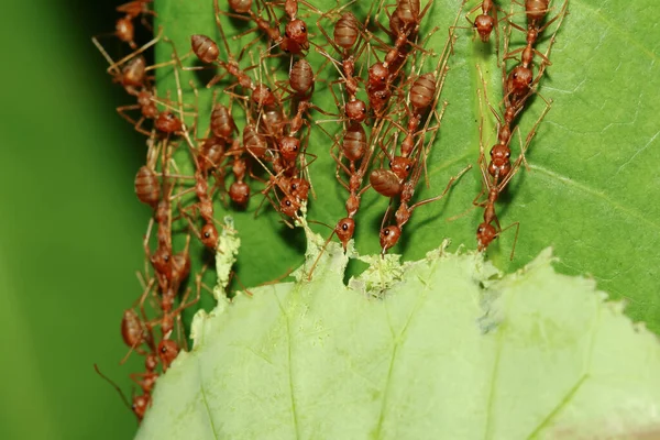 Grupo Hormigas Rojas Tirar Hoja Naturaleza Para Construir Nido Jardín —  Fotos de Stock