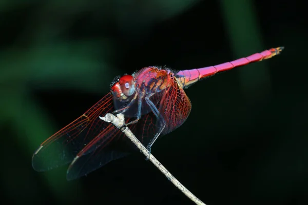 Macro Pink Dragonfly Stick Bamboo Forest Thailand — Stock Photo, Image