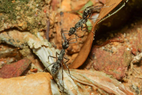 Black Ant Battle Dry Leaf Nature — Stock Photo, Image