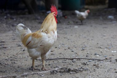 Beyaz Betong Chickken kuru bahçede 