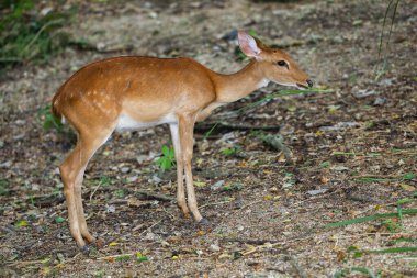 The female deer in garden at thailand