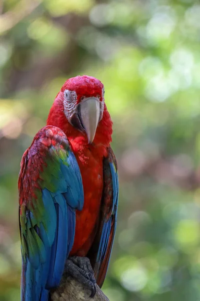 Großaufnahme Kopf Der Rote Ara Papageienvogel Garten — Stockfoto