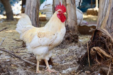 Rhode Island, Tayland 'ın bahçesinde duruyor.