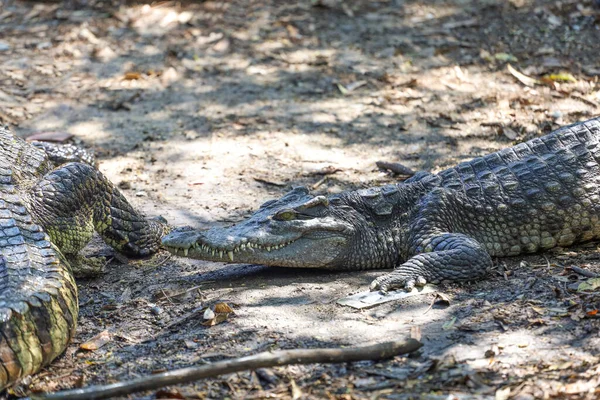 Thai Krokodil Kertben Pihen — Stock Fotó
