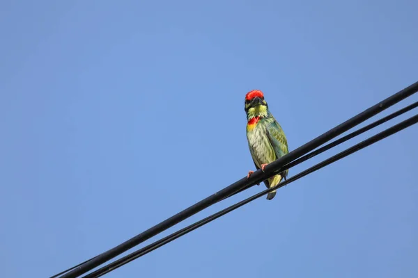 那只五彩斑斓的猎鸟停在泰国的电线上 — 图库照片