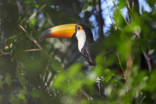 Toco Tukan Ptak Drzewie — Zdjęcie stockowe