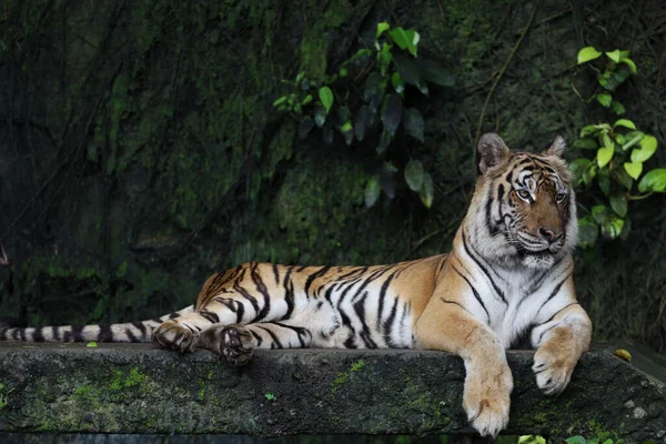 靠近印度支那的老虎是美丽的动物 在森林里很危险 — 图库照片