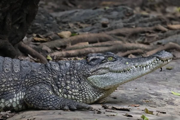 stock image The thai crocodile rest on the garden