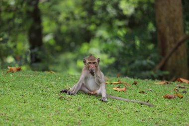 The baby Monkey is sitdown on grass garden in front of forest