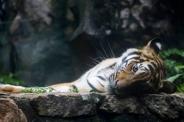 매니아 호랑이는 아름다운 동물이고 속에서 위험하다 — 스톡 사진