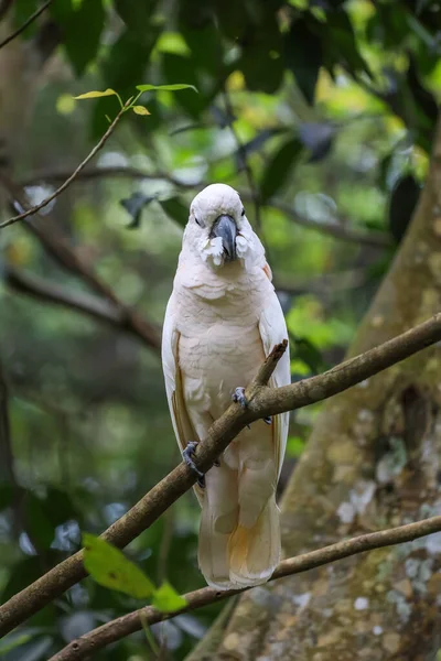 Moluccan Cockatoo Πουλί Στον Κήπο — Φωτογραφία Αρχείου