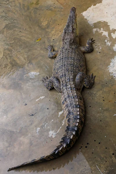 Close Krokodil Actie Show Hoofd Tuin — Stockfoto