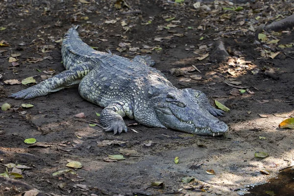 Thai Krokodil Kertben Pihen — Stock Fotó