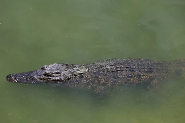 Close Crocodilo Cabeça Grande Mostrar Cabeça Rio — Fotografia de Stock