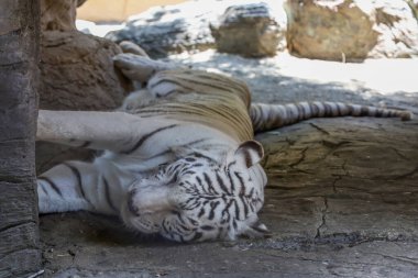 Beyaz kaplan kayalıklarda güzel vahşi bir hayvandır.