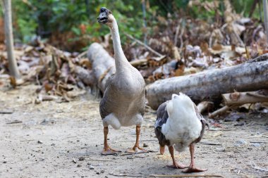 Yakından kahverengi kaz Tayland 'da bir çiftlikte yürüyor.