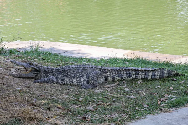 Den Thai Krokodil Vila Trädgården — Stockfoto