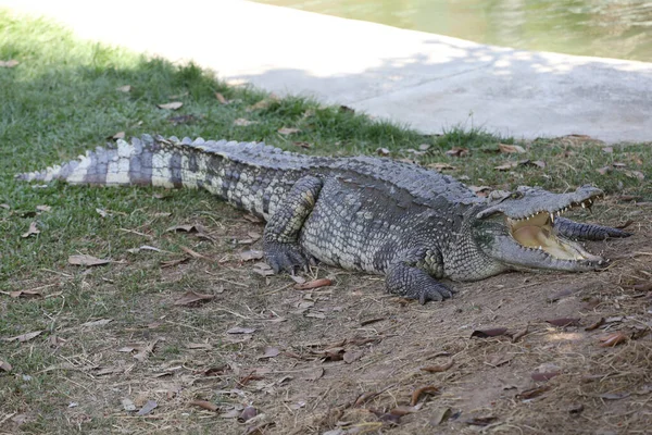 Тайський Крокодил Відпочиває Городі — стокове фото