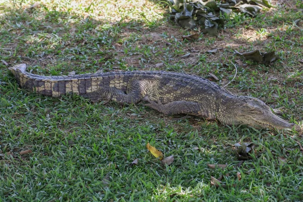 Crocodile Thaï Repose Sur Jardin — Photo