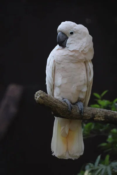 Moluccan Cockatoo Bird Garden — ストック写真