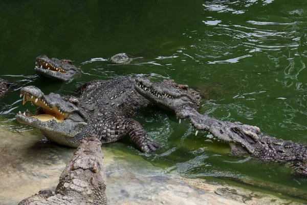 Крокодил Плаває Річці Біля Каналу — стокове фото