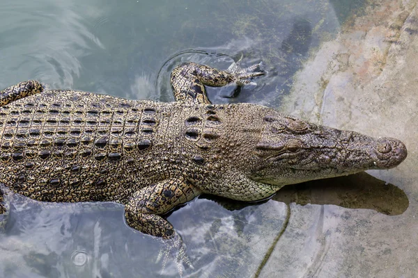 Crocodile Nageant Sur Rivière Près Canal — Photo