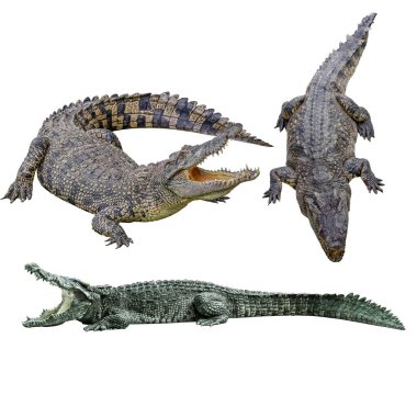 Beyaz arkaplandaki timsahın yolu var