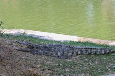 Timsah bahçede dinleniyor. 