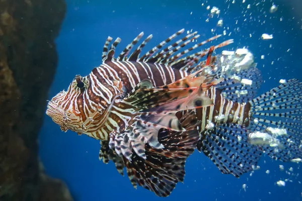 Peixe Leão Vermelho Água — Fotografia de Stock