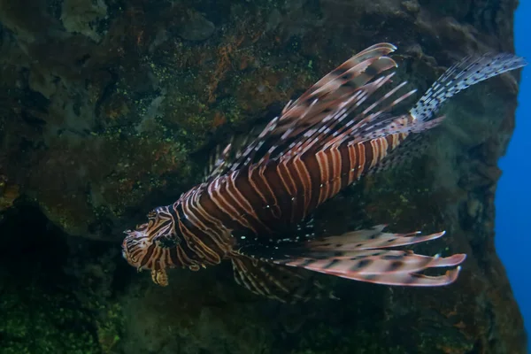 水の中の赤いライオン魚 — ストック写真