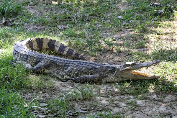 Крокодил Відпочиває Городі — стокове фото