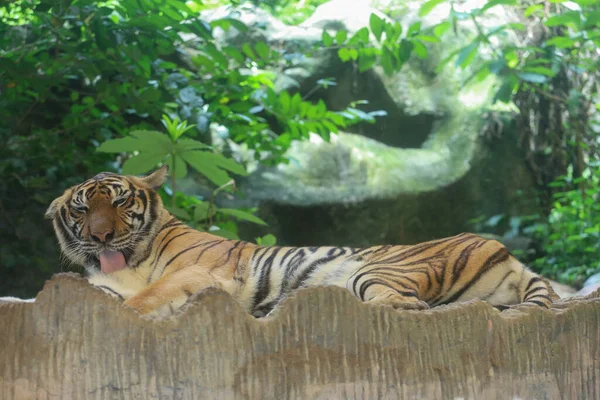 Närbild Indokinesisk Tiger Vacker Djur — Stockfoto