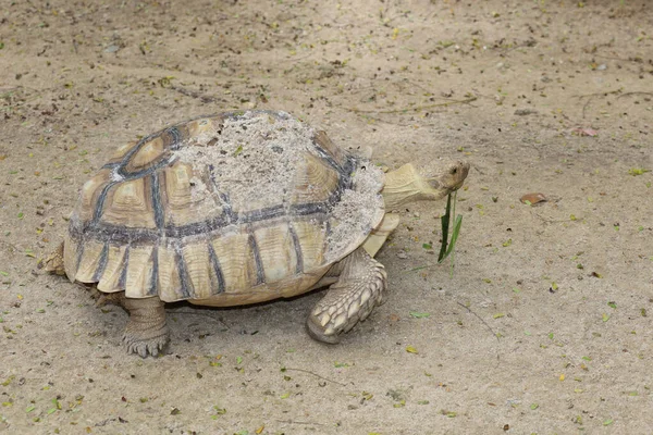 Sulcata Sköldpadda Trädgården Thailand — Stockfoto