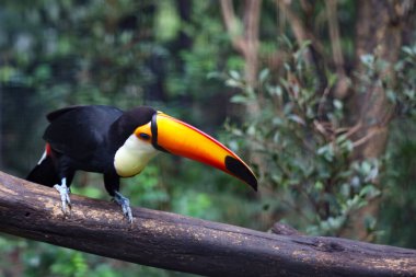 Ormandaki ağaçtaki toco tukan kuşu.