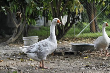 Tayland 'da çiftlikte yürüyen gri kaz