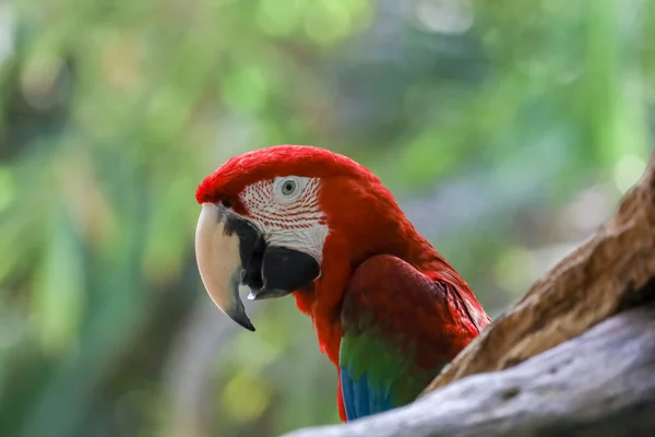 Bahçedeki Kırmızı Papağan Kuşunun Kafasını Kapat — Stok fotoğraf