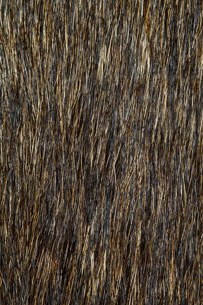 Pelle Cane Nera Marrone Vicino Texture Motivo — Foto Stock
