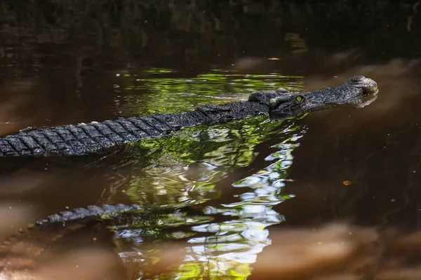 Close Cabeça Crocodilo Mostrar Corpo Rio — Fotografia de Stock