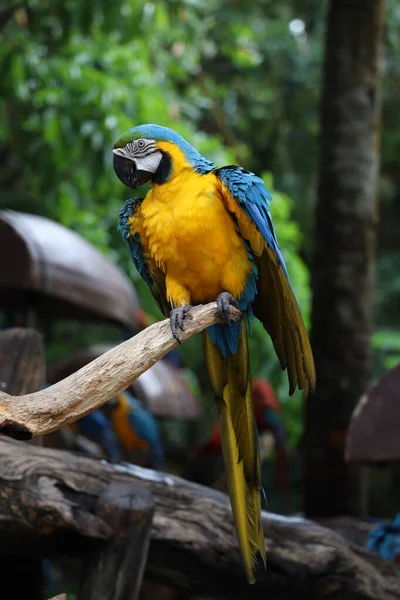 Zavřít Modré Žluté Papouška Papouška Papouška Zahradě — Stock fotografie
