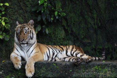 Close up Indochinese tiger is beautiful animal and dangerous