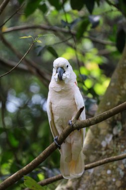 Ormandaki Moluccan papağanı.