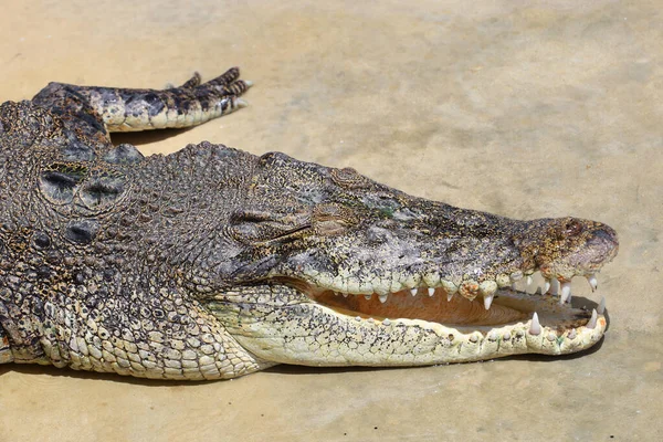 Gros Plan Crocodile Est Action Montrer Tête Dans Jardin — Photo