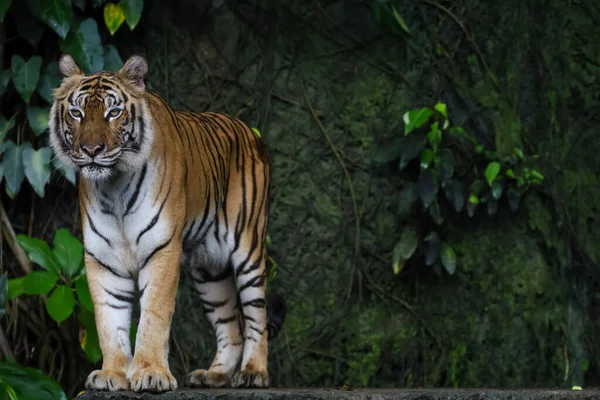 Close Indochinese Tiger Beautiful Animal Dangerous — Foto Stock