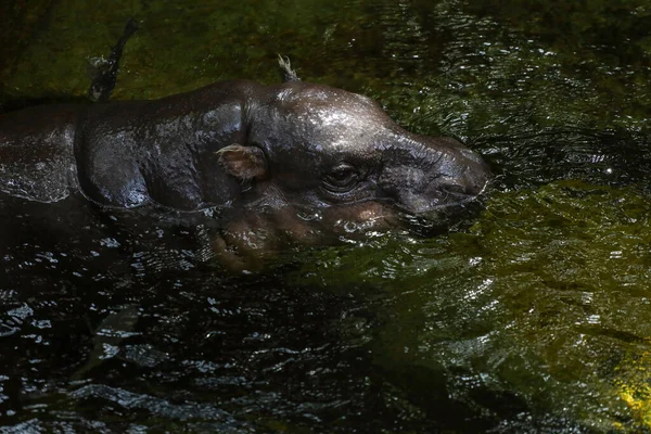 Bebé Hipopótamo Enano Descansa Agua —  Fotos de Stock